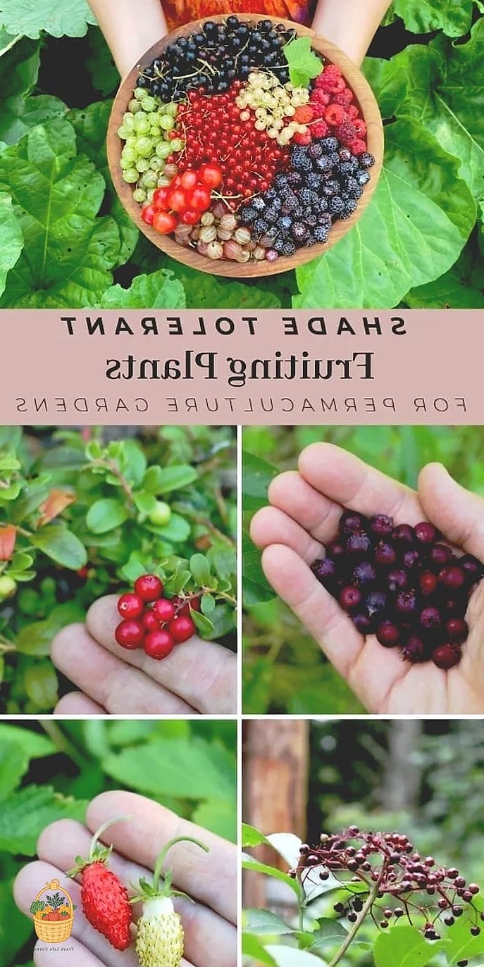 Companion Planting Ideas for Plum Trees