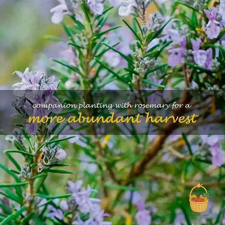 28 Ways To Use Rosemary Every Gardener Needs to Know About 8 Companion Planting for Pest Control