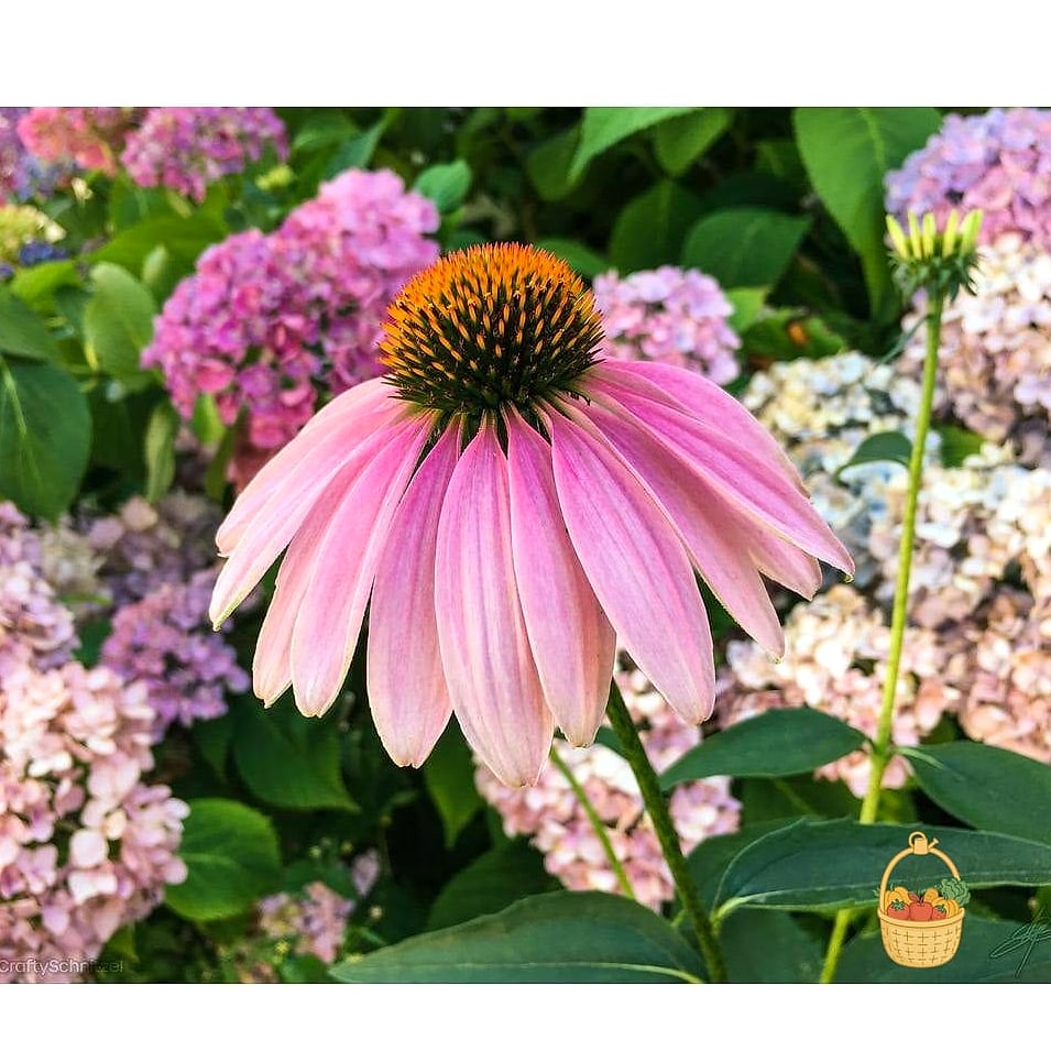 20 Full Sun Perennials That Will Transform Your Garden 2 Coneflower (Echinacea purpurea)