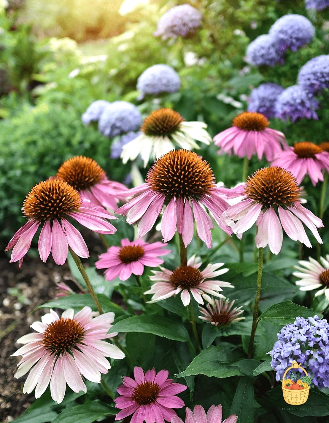 29 Plants Pair Hydrangeas That Actually Work 17 Coneflowers (Echinacea)