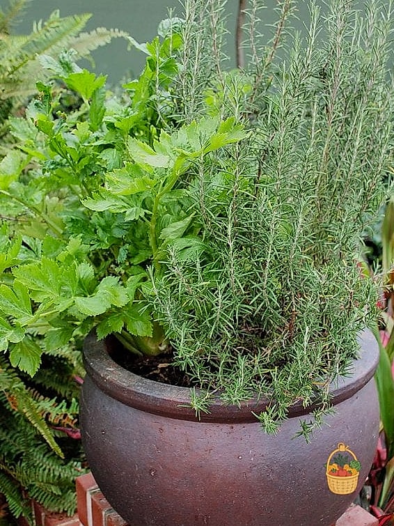 28 Ways To Use Rosemary Every Gardener Needs to Know About 14 Container Gardening for Small Spaces