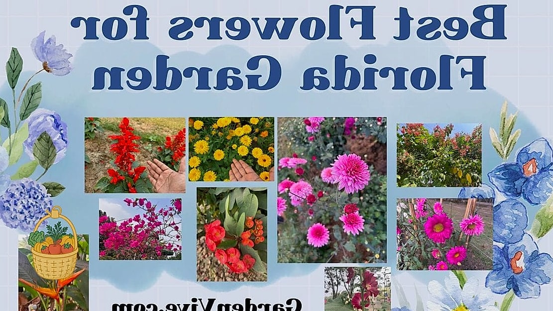 Flowers Grow In Florida Year Round — Everything You Need to Know 4 Cool Season Bloomers (Roughly November Through February)