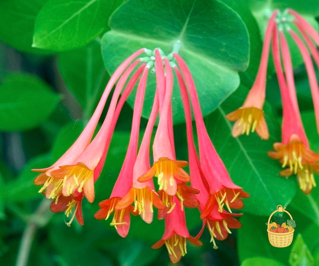 Flowers Grow In Florida Year Round — Everything You Need to Know 11 Coral Honeysuckle