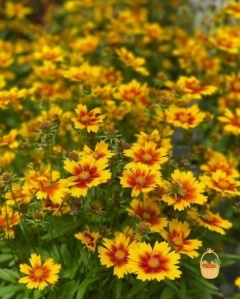 20 Full Sun Perennials That Will Transform Your Garden 11 Coreopsis (Coreopsis verticillata)