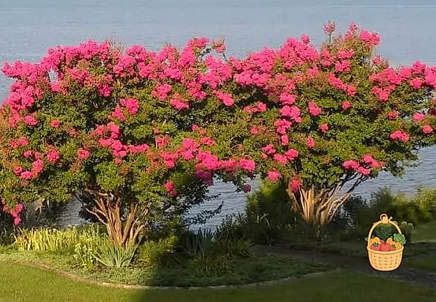 Crape Myrtle