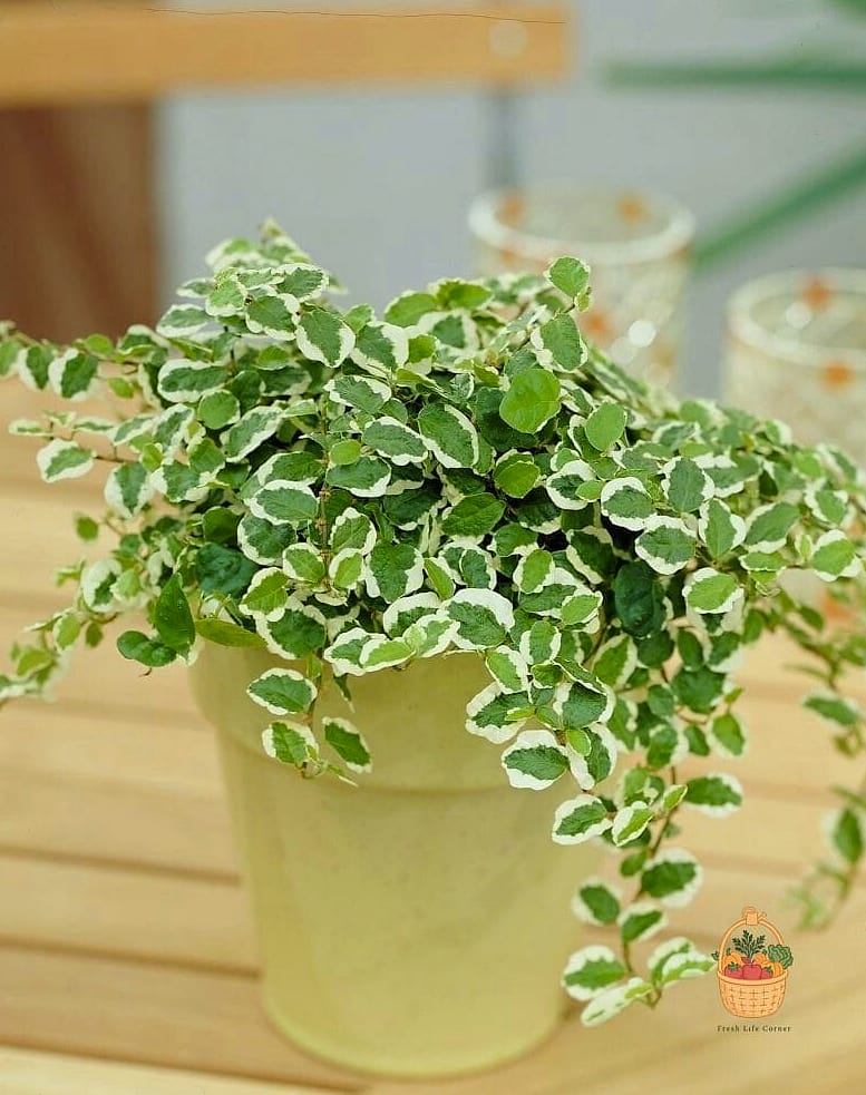 22 Indoor Vining Plants That Actually Work 14 Creeping Fig