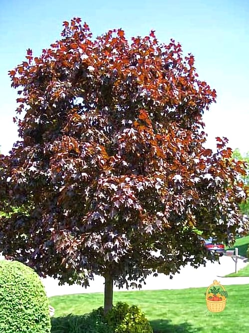 Crimson King Maple