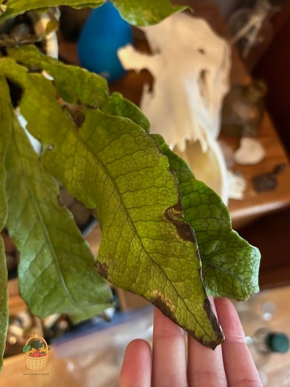 21 Not Kill Your Indoor Ferns Worth Pinning Right Now 20 Crocodile Fern