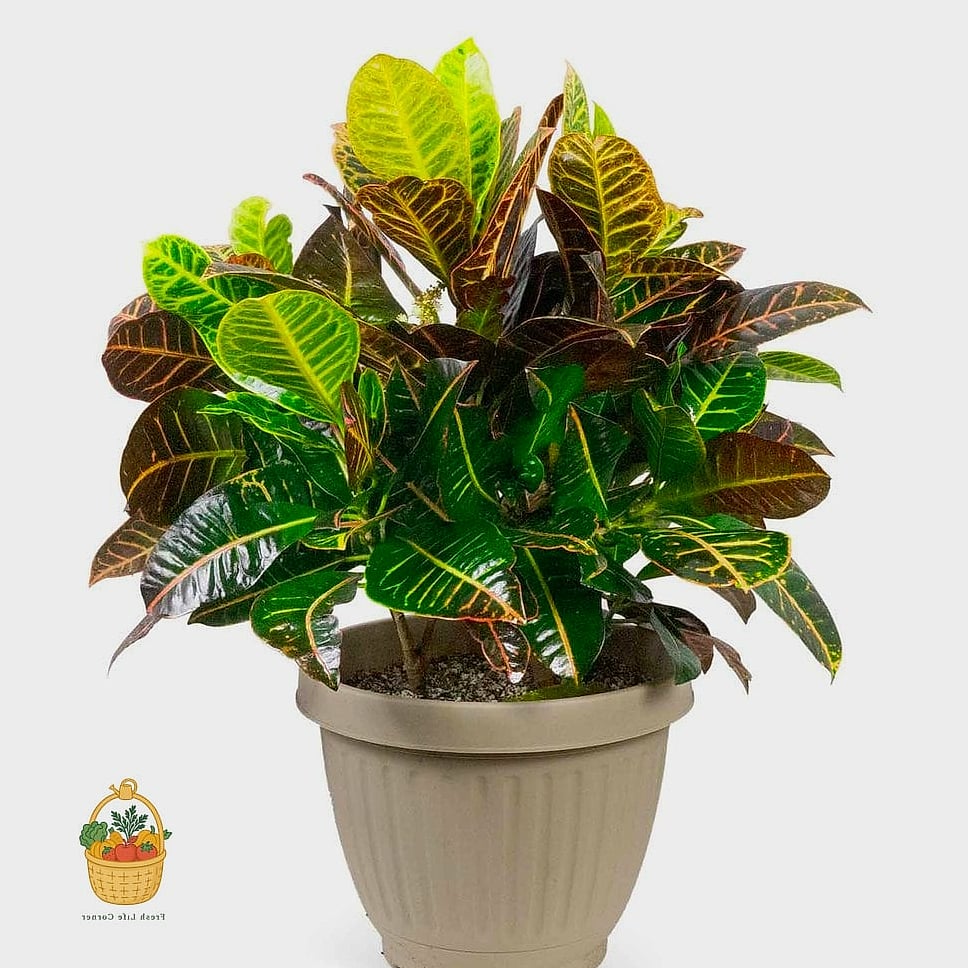 24 Eggshells Houseplants Every Gardener Needs to Know About 20 Croton