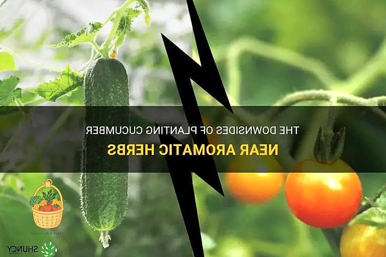 Cucumbers and Aromatic Herbs