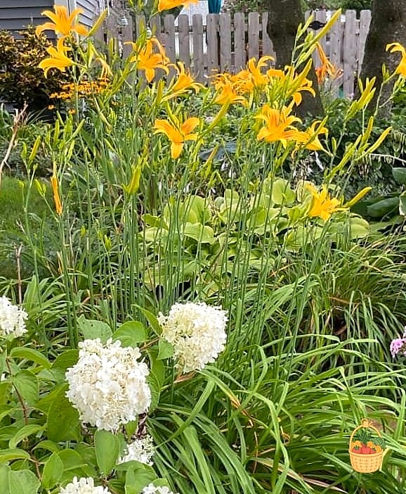 29 Plants Pair Hydrangeas That Actually Work 16 Daylilies