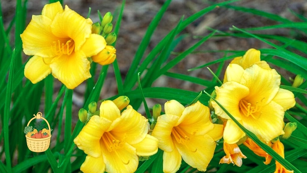 20 Full Sun Perennials That Will Transform Your Garden 5 Daylily (Hemerocallis)
