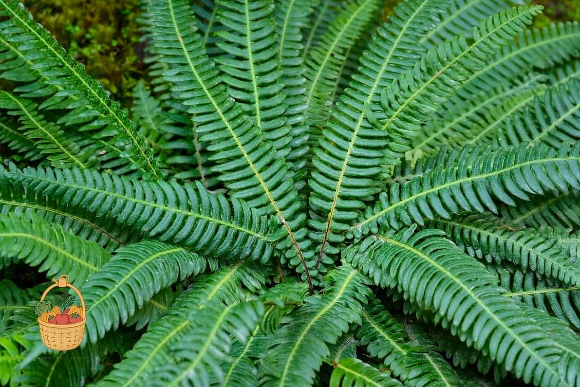 24 Types Of Ferns That Will Transform Your Garden 21 Deer Fern