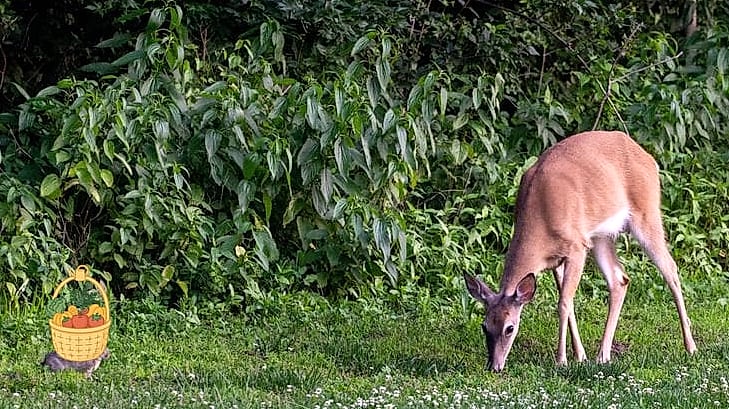 28 Ways To Use Rosemary Every Gardener Needs to Know About 10 Deer and Rabbit Deterrent Border