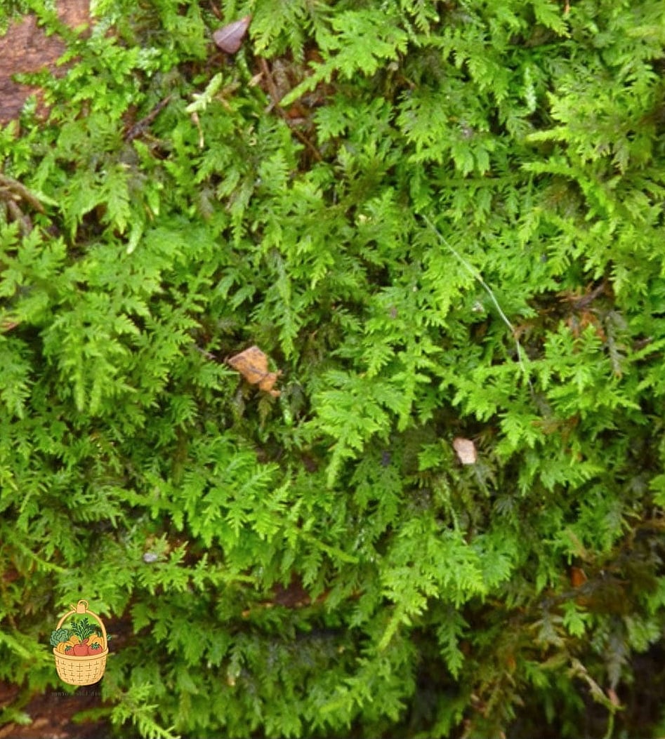 Delicate Fern Moss