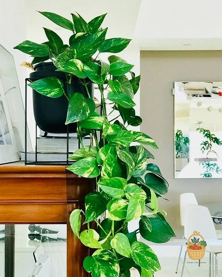 22 Indoor Vining Plants That Actually Work 15 Devil's Ivy Variegated Neon