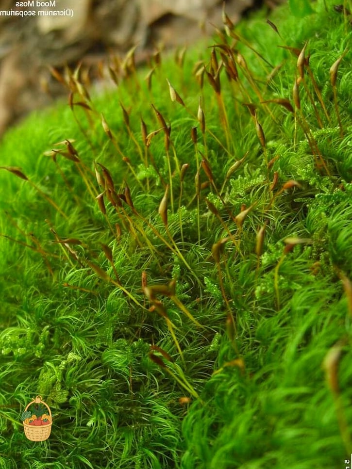 Dicranum Moss