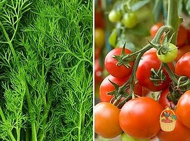 Dill and Tomatoes