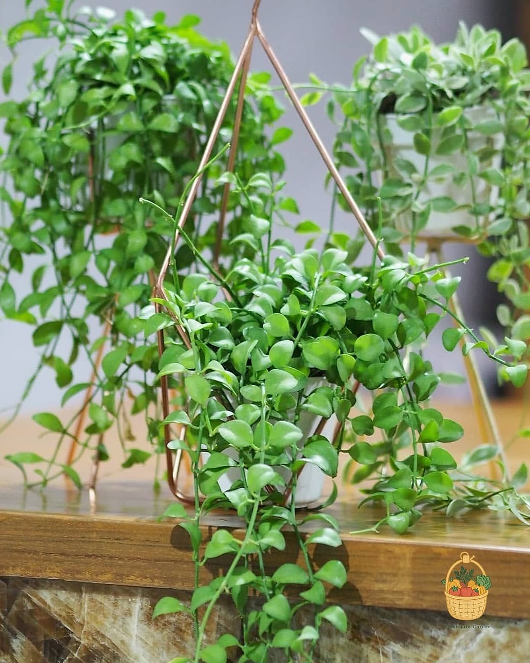 22 Indoor Vining Plants That Actually Work 20 Dischidia