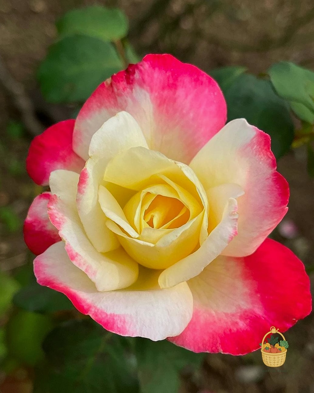 20 Fragrant Roses That Will Transform Your Garden 3 Double Delight