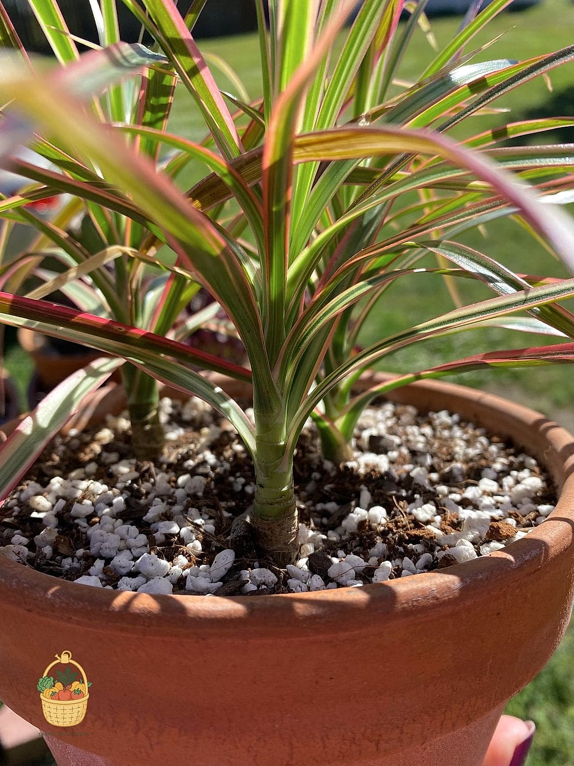 24 Eggshells Houseplants Every Gardener Needs to Know About 19 Dracaena Marginata