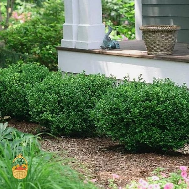 Dwarf Boxwood