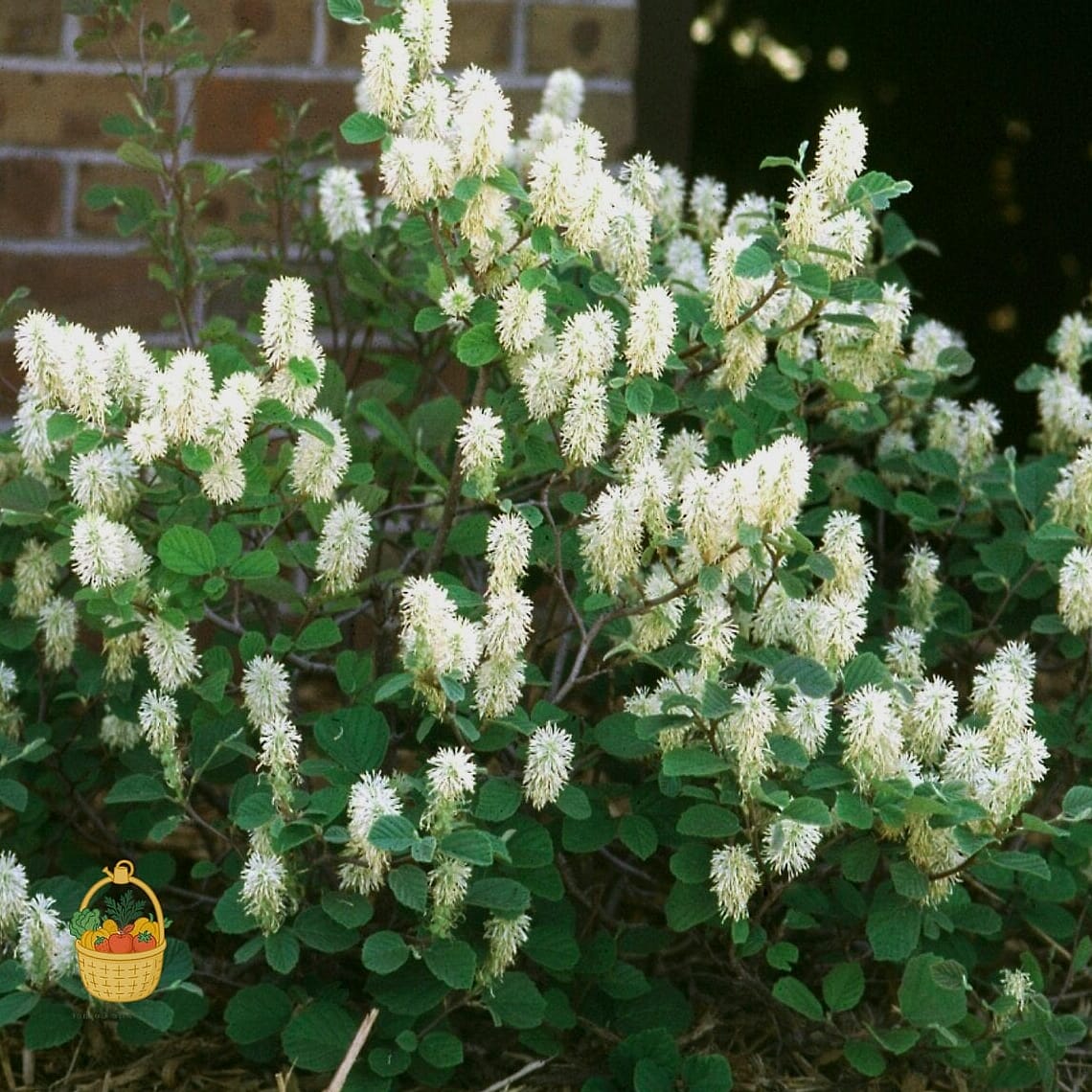 Dwarf Fothergilla