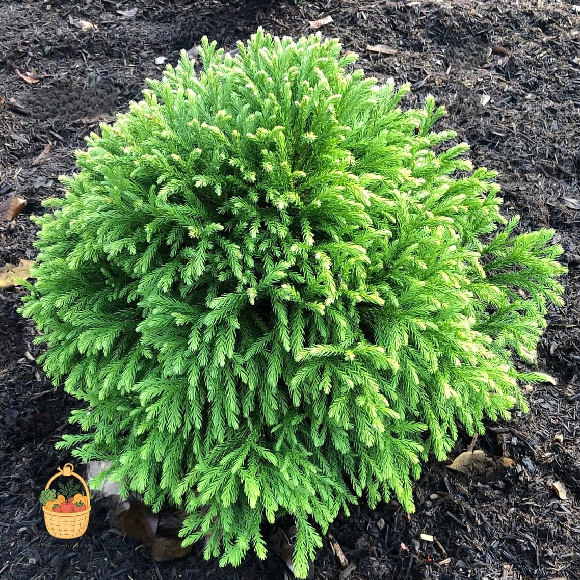 Dwarf Japanese Holly