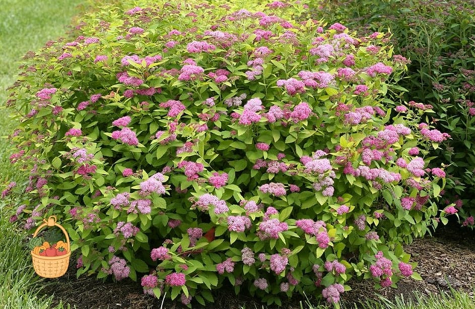 Dwarf Spirea
