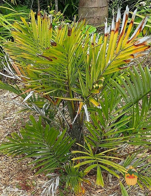 30 Low Maintenance Palm Trees That Are Going Viral on Pinterest 31 Dwarf Sugar Palm