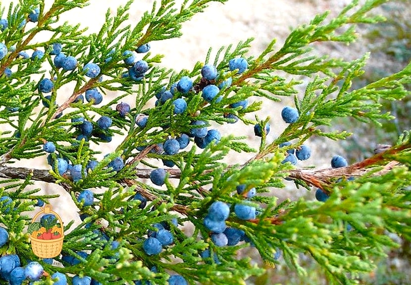 Eastern Redcedar
