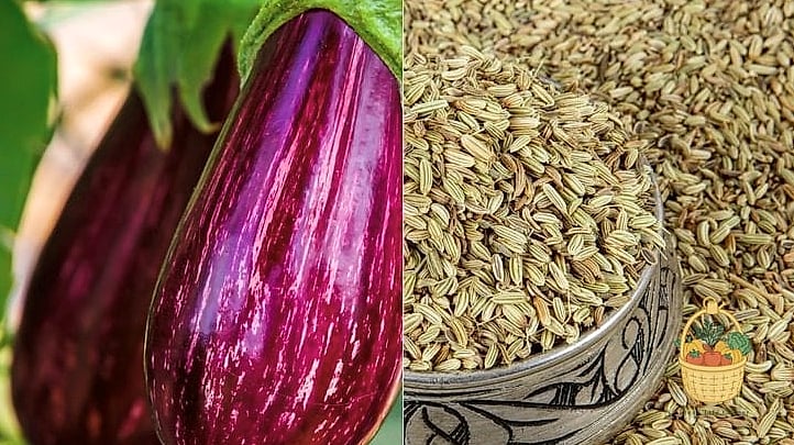 Eggplant and Fennel