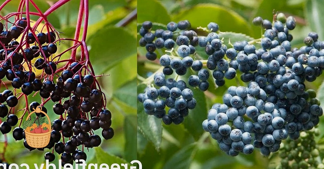Elderberry and Grapes