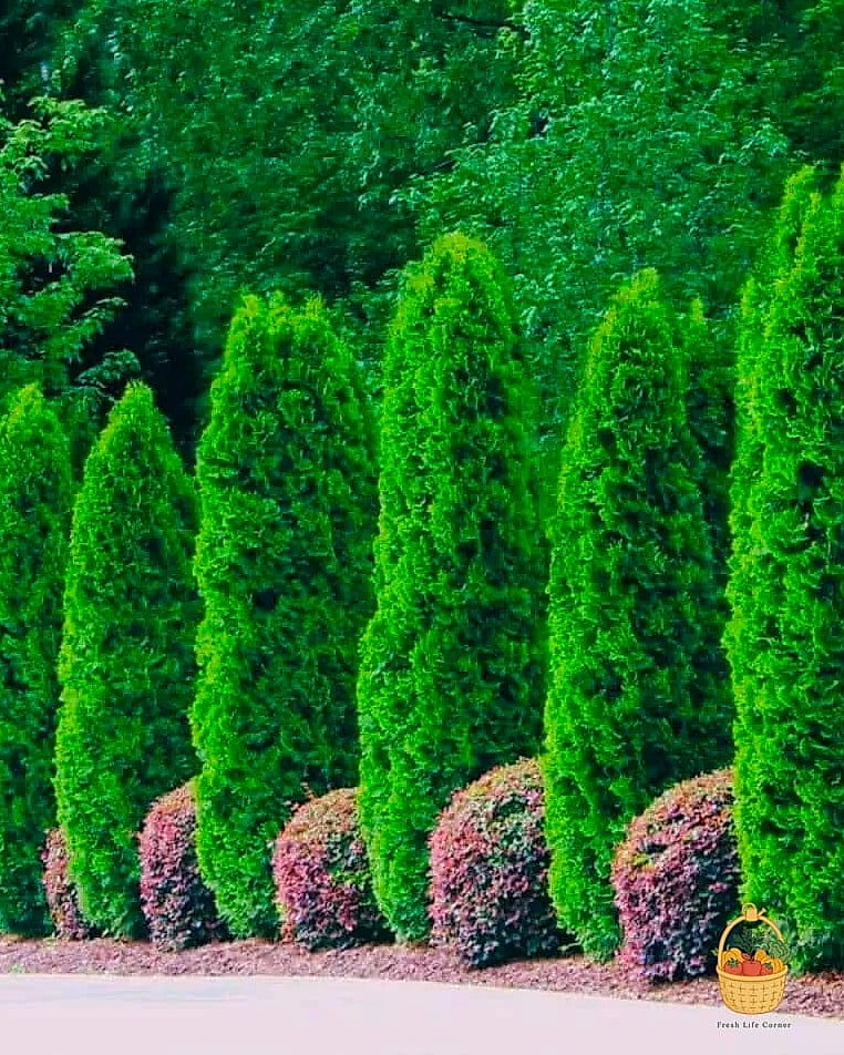 Emerald Green Arborvitae, Dwarf Form