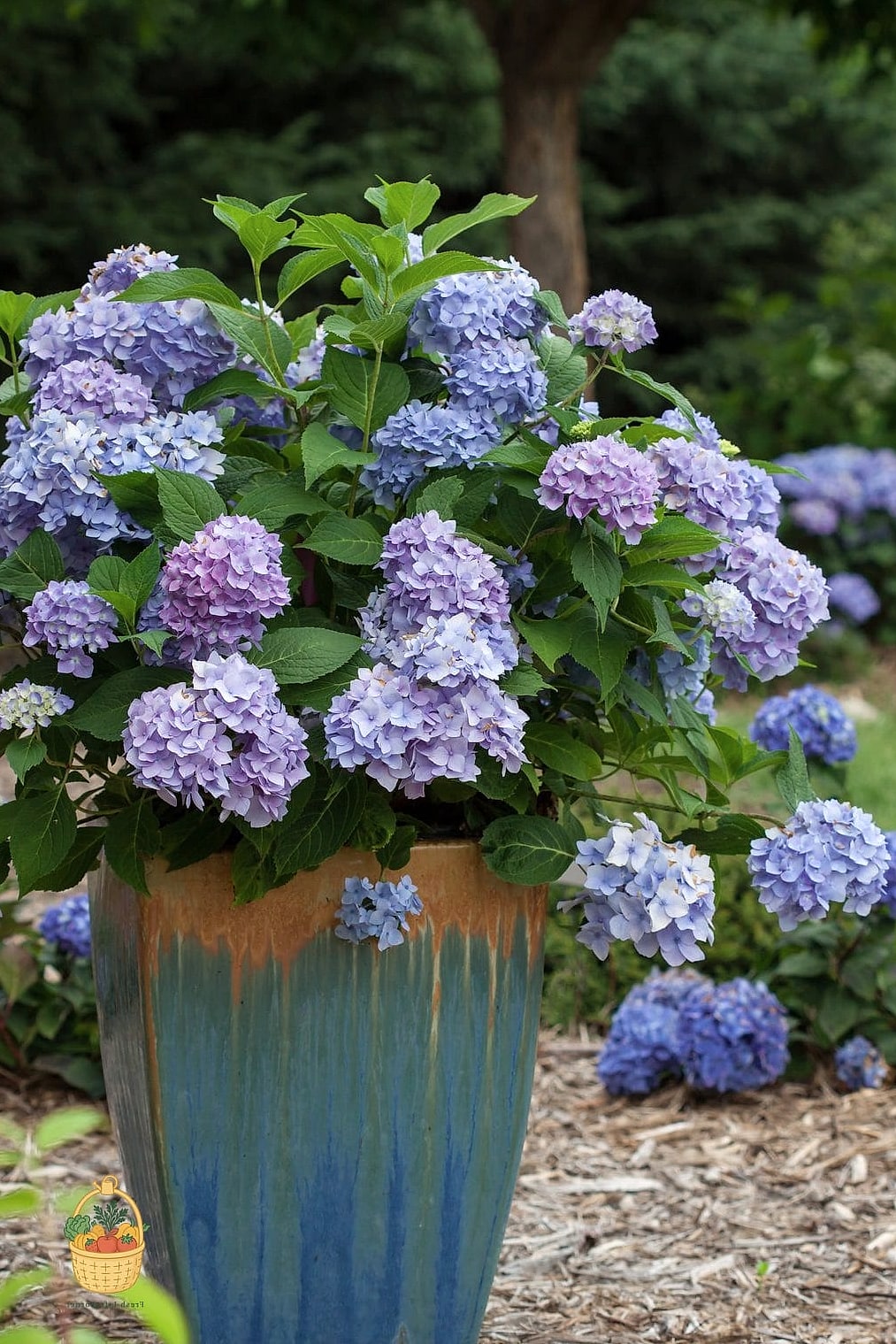 20 Stunning Container Hydrangeas Every Gardener Needs to Know About 2 Endless Summer