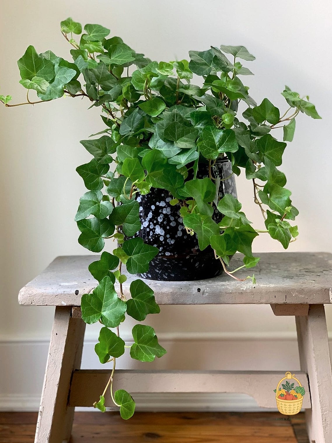 24 Eggshells Houseplants Every Gardener Needs to Know About 18 English Ivy