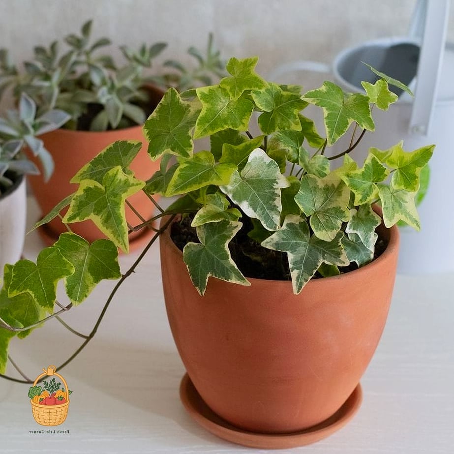 22 Indoor Vining Plants That Actually Work 4 English Ivy