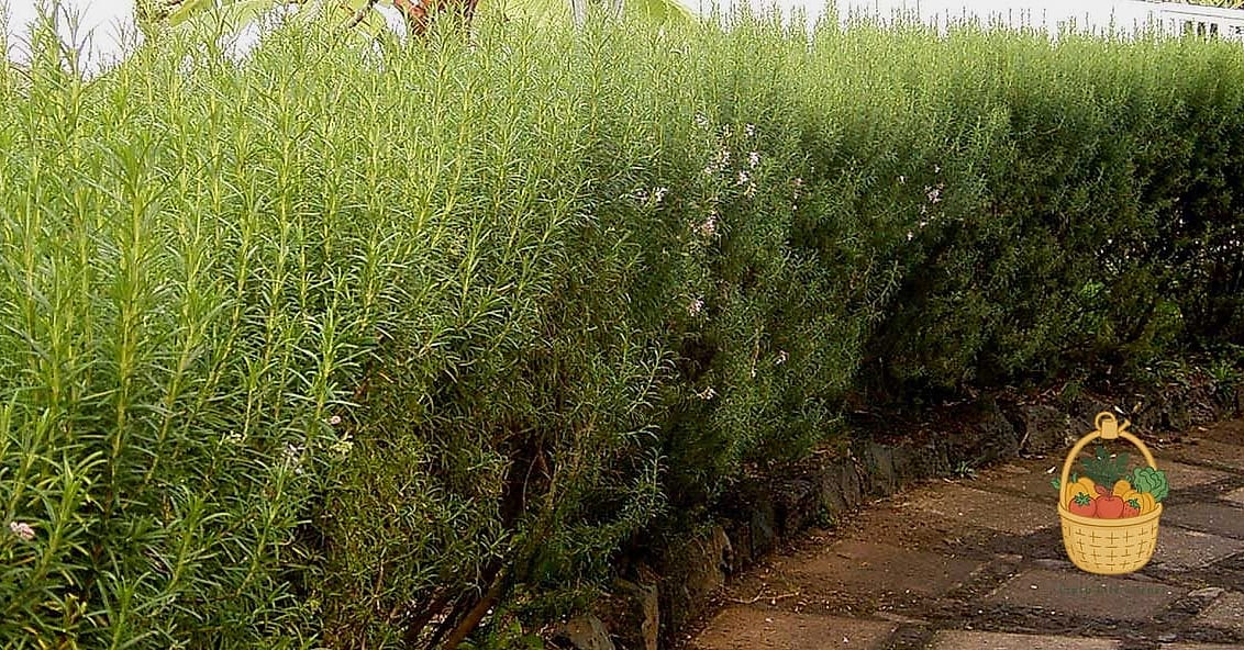 28 Ways To Use Rosemary Every Gardener Needs to Know About 27 Erosion Control on Dry Banks