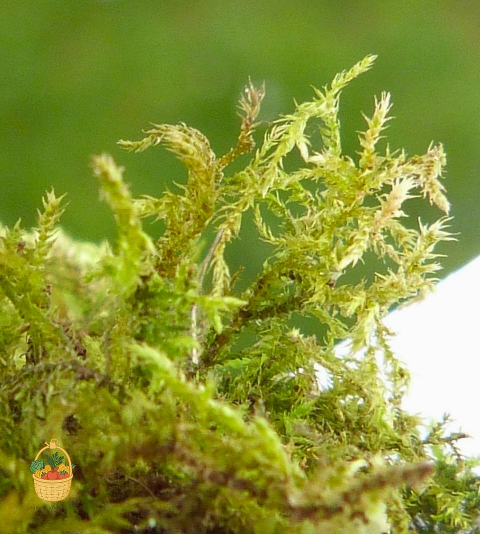 Feather Moss