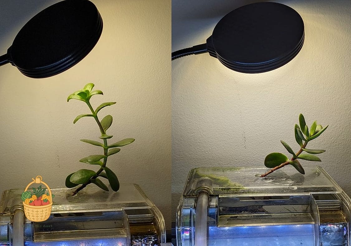 24 Feeding Jade Plant Wrong That Actually Work 15 Feeding It With Aquarium Water