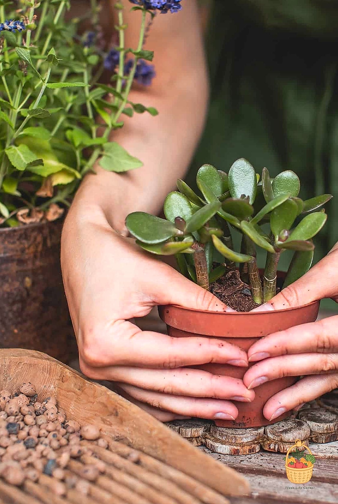 24 Feeding Jade Plant Wrong That Actually Work 20 Feeding It During a Drought Stress Period
