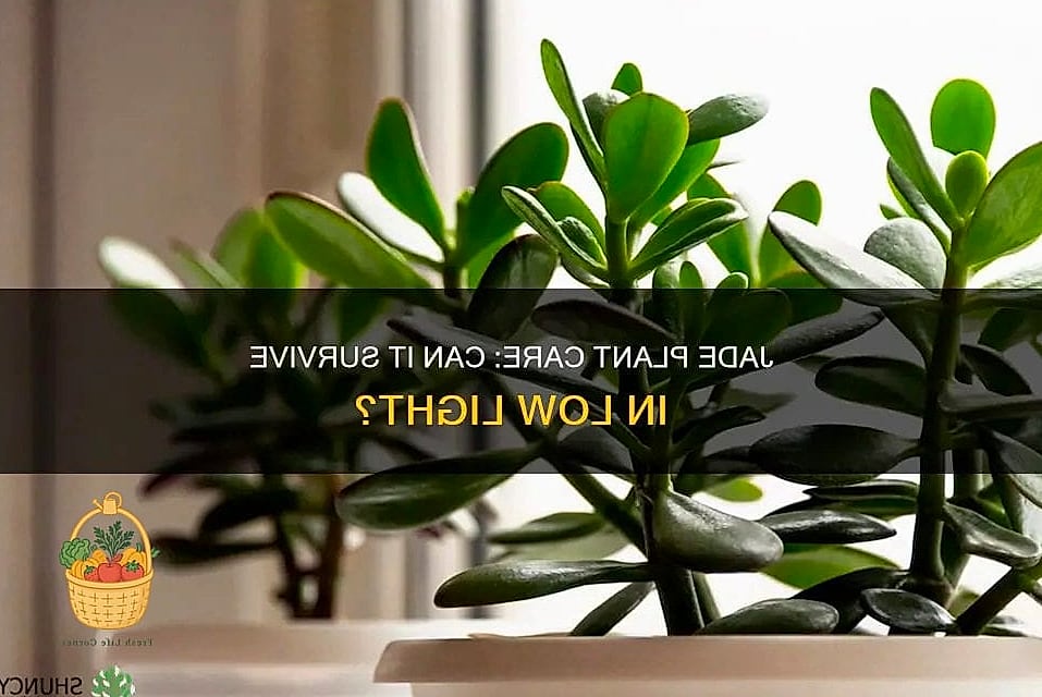24 Feeding Jade Plant Wrong That Actually Work 18 Feeding It in Low Light Conditions