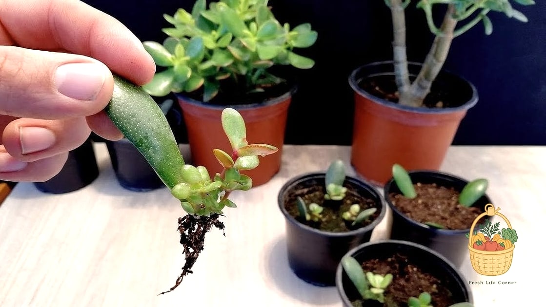 24 Feeding Jade Plant Wrong That Actually Work 12 Feeding Newly Propagated Cuttings Right Away
