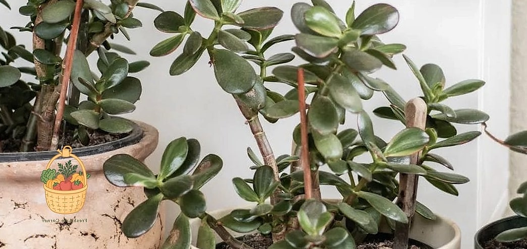24 Feeding Jade Plant Wrong That Actually Work 10 Feeding It Once a Year and Calling It Done