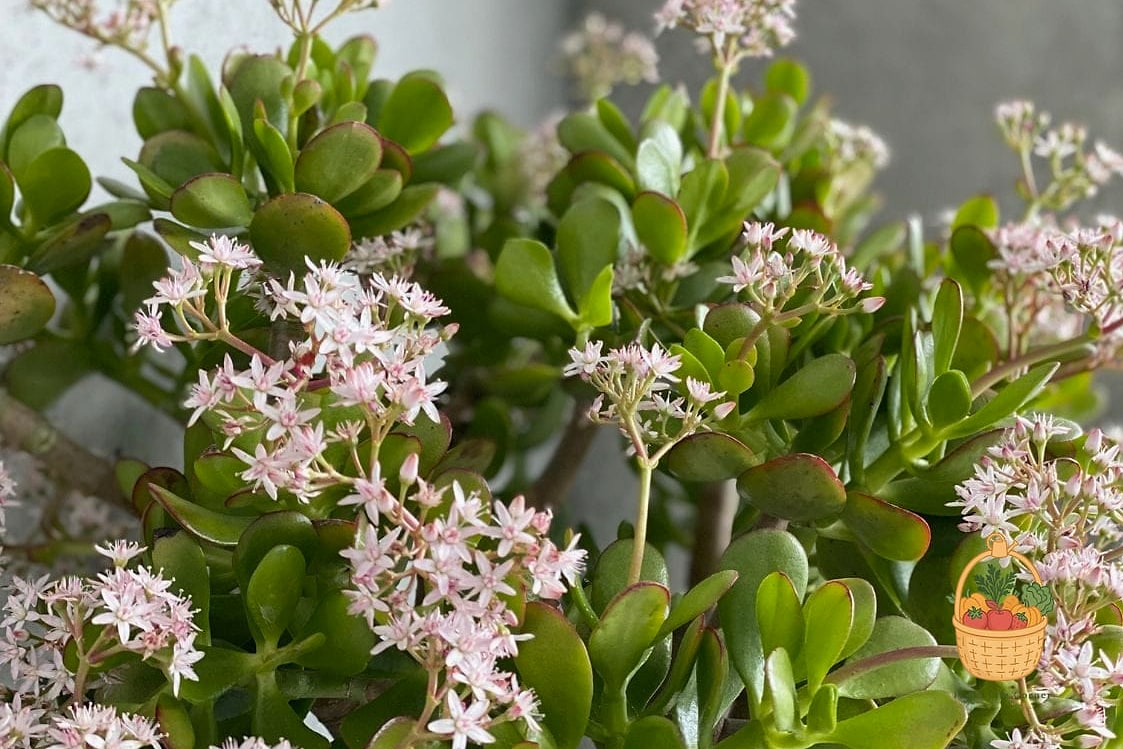 24 Feeding Jade Plant Wrong That Actually Work 5 Feeding Only in Spring and Summer, Never Fall or Winter