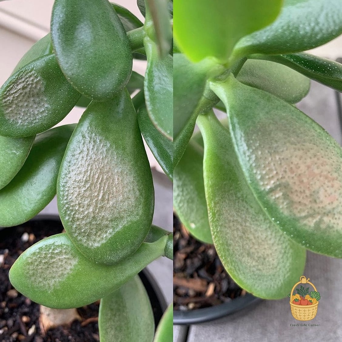 24 Feeding Jade Plant Wrong That Actually Work 22 Feeding a Stressed or Sunburned Plant