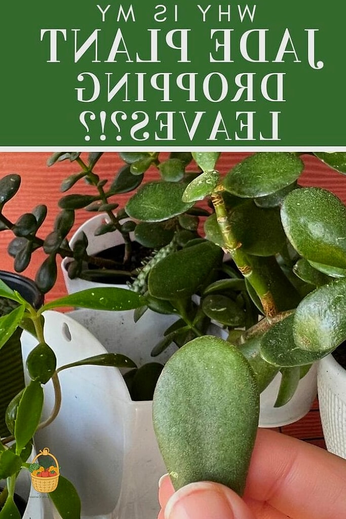 24 Feeding Jade Plant Wrong That Actually Work 8 Feeding Through the Leaves Instead of the Roots