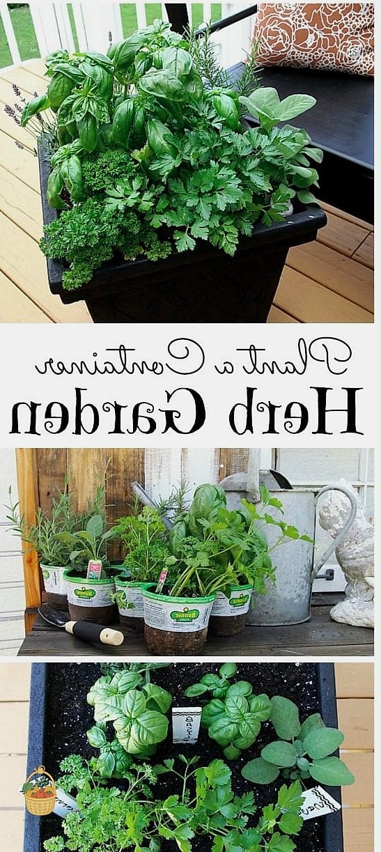 Herbs Grow In Containers — The Complete Beginner's Guide 7 Feeding Your Container Herbs