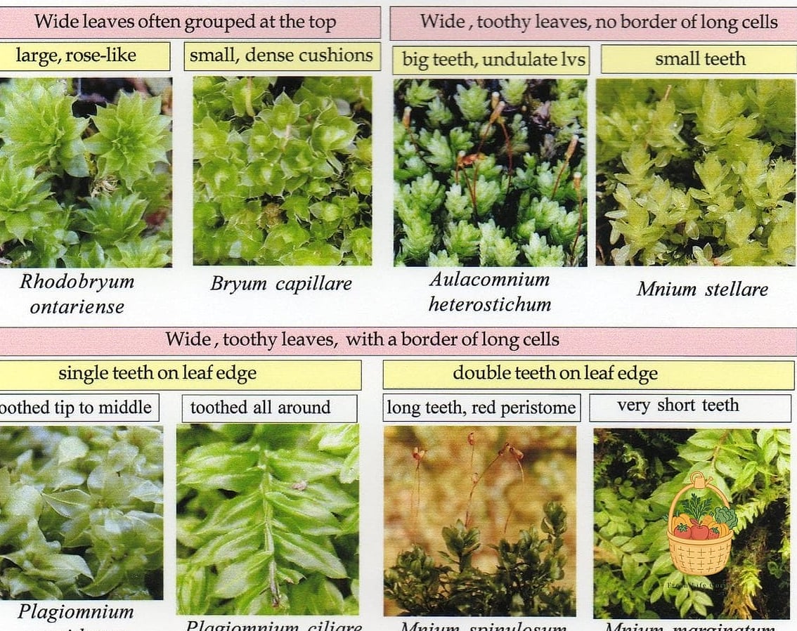 Fern Moss