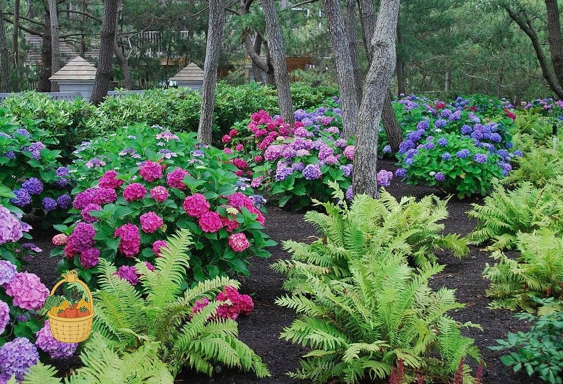 29 Plants Pair Hydrangeas That Actually Work 3 Ferns